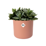 b.for soft rond 16cm rose poudré